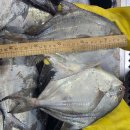 6월 18일 판매생선 (왕특병어(횟감),20미씨알병어(횟감),생물먹갈치(왕특),생물아귀(특대),햇노랑찰보리쌀,급냉알배기암꽃게,홍어회등) 이미지