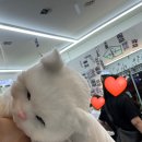 마이리틀펫 이미지