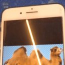 멍멍이컷 이미지