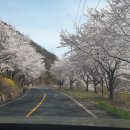 라제통문벚꽃길 이미지