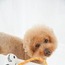 펫 파라다이스(pet paradise) 이미지