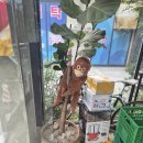 고릴라스윗츠 이미지