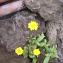 들꽃정원민박 이미지