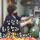 싱싱청과 이미지