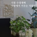산호수마트 | 어항에서 장기간 수경재배 기록 싱고니움, 알로카시아, 스킨답서스,몬스테라, 산호수, 수국, 익소라