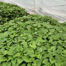 대순농장 이미지