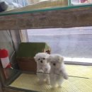 바람난강아지 이미지