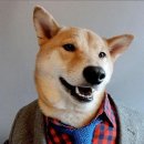 개폼난다 이미지