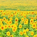 울안농장 이미지