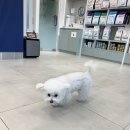 오늘동물병원 | 강아지 아토피 가려움증 알러지 사이토포인트 주사 동물병원 후기