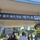 연꽃어린이집 | 양평 세미원 연꽃문화제기간 언제까지? (아이동반 후기)