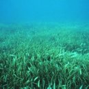 바다랑해초랑 이미지