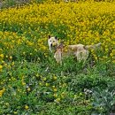 소기왓민박 이미지