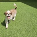 댕댕월드 이미지