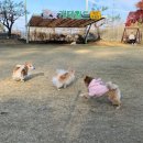개떼월드