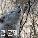하울링 - 수성구 | 하울링