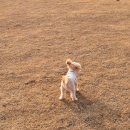 뷰티펫동물병원 이미지