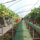 상명농장 이미지