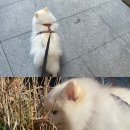 다듬, 강아지미용실 이미지