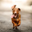 민락동물병원 이미지