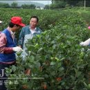 김정동농장 네이버블로그