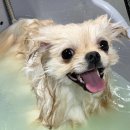 희동이의 하루 이미지