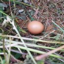 자연같이 팜 이미지