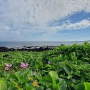 뱃고동 민박 이미지