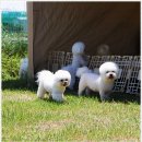 러블리퍼피 이미지