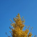 단감테마공원 이미지