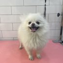 엘로이펫(L.ROYpet) 이미지