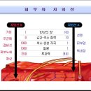 퍼빈 이미지
