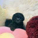 랙돌캐터리 아이돌스 전주고양이분양 | 실버 말티푸 공주님 소심이 (분양중)