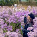 공예장이 | 안동 하회마을 10월 11월 개미취 명소 가을여행 카페