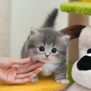 미유펫 강아지분양고양이분양 김포점 네이버블로그