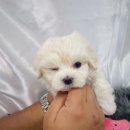 댕댕 일번가 이미지