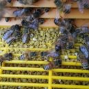 이레농장 이미지