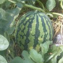 송하농장 이미지