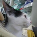 심재웅 동물병원 이미지