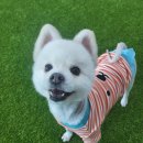 큰댕이네 이미지