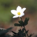 바람꽃 이미지