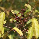 삼수농장 이미지