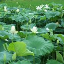 해평 금호리 이미지