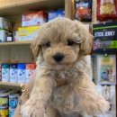 상도그 검암점 이미지