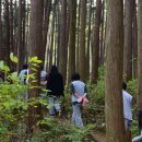 편백스테이 이미지