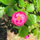 홍당디저트부띠끄 | ღ5월 모먼트ღ 간절히 원하면 이루어질 거라 믿어🍒