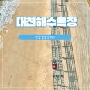 대천 해수욕장 맛집 회신랑조개각시 및 즐길거리(짚라인, 레일바이크)