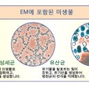 좋은미생물 이미지
