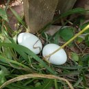 푸른알 영농조합법인 이미지