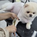 춘천애견미용학원 이미지